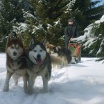 Hundeschlitten der Black Lake Lodge